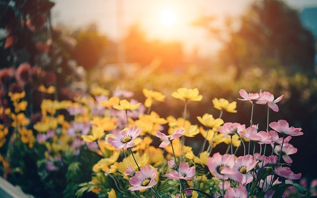 Jaro znamená na zahradě radost i starost